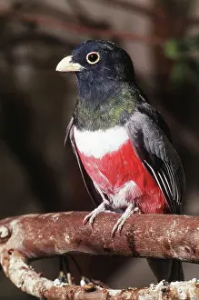 Trogon: Elegant Trogon