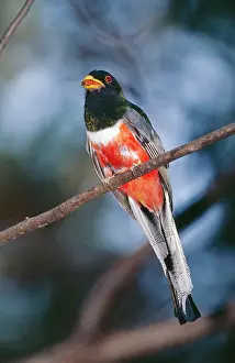 Trogon: Elegant TROGON - male bringing food