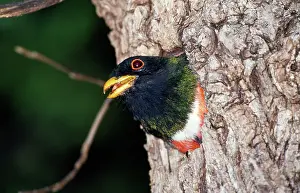 Trogon: Elegant TROGON - male at nest hole