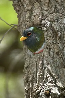 Treehole: Elegant Trogon Nesting