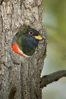 Treehole: Elegant Trogon Nesting