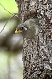 Treehole: Elegant Trogon Nesting
