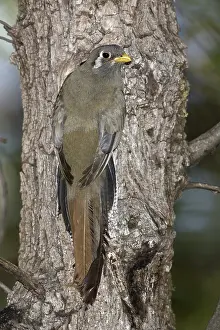 Treehole: Elegant Trogon Nesting
