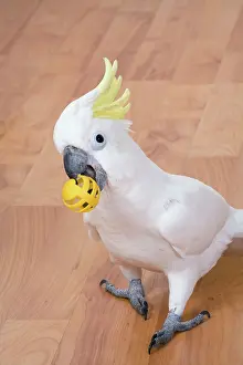 Cacatua: Eleonora Cockatoo