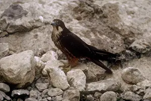 Guy Robbrecht: EleonoraIs Falcon - at nest with eggs