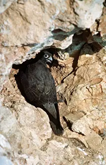 Nancy Jennings: ELEONORA'S FALCON