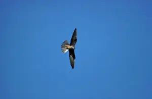 Guy Robbrecht: Eleonora's Falcon - in flight, ventral viewS