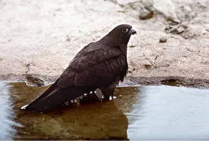 Guy Robbrecht: ELEONORA'S FALCON - in water