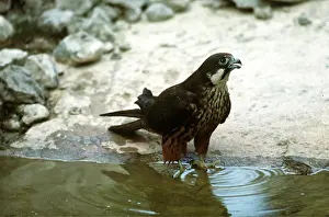 Guy Robbrecht: ELEONORA'S FALCON - in water