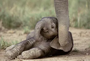 Nose: Elephant - baby lying on ground