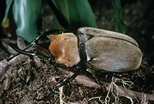 Scarabeidae: Elephant Beetle