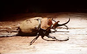 Beetles: ELEPHANT BEETLE - ON WOOD, heaviest insect in the world