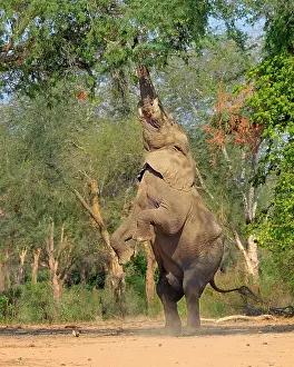 Zambia: Elephant bull (Africana Loxodont), standing on its