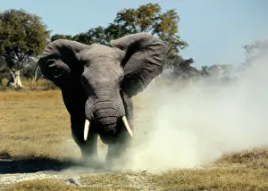 Charging: Elephant - Bull displays aggressive behaviour when in musth