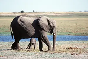Underneath: ELEPHANT & CALF UNDERNEATH