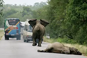 Encroachment: Elephant charging bus - Mother Elephant tries to