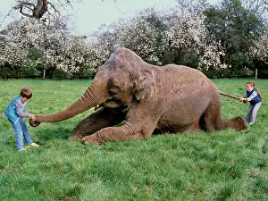 Jack: Elephant with children in a meadow, England, Great B