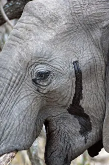 Gland: Elephant - close up of head showing musth gland