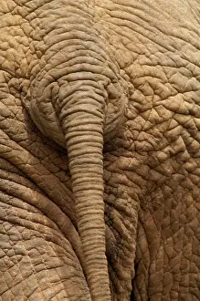 John K Henwood M.r.c.v.s: Elephant - Close up rear view of African Elephant