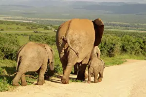 John K Henwood M.r.c.v.s: Elephant - Cow and calves