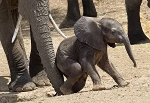 Climb: Elephant - cow using trunk to help calf climb sandbank