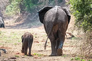 Nosed: Elephant cow walks with her elephant baby on her l