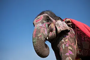Competitions: Elephant dressed - Elephant festival Chitwan Nepal