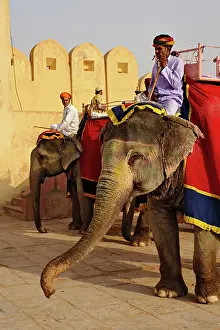 Citadel: Elephant driver at Amber Fort, Jaipur, India