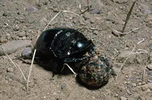 Coleopteran: Elephant Dung Beetle