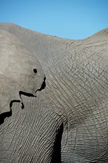 Hide: Elephant - ear hide with small hole - Kruger National
