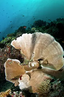 Ianthella: Elephant Ear Sponge