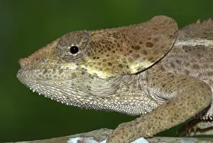 Calumma: Elephant-eared Chameleon, close up of head