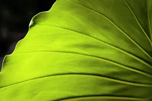 Arum: Elephant ears (Philodendron giganteum) leaf, Montserrat