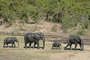 Herbivorous: Elephant family - covered in mud marching in line