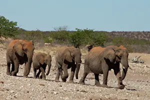 Reaching: Elephant family reaching water hole, Etosha, Namibia