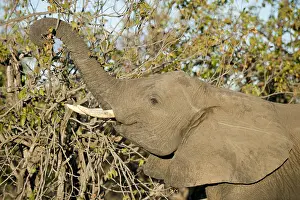 281118: Elephant - feeding - Kruger National Park, Transvaal