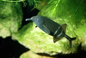 Nose: ELEPHANT FISH / Elephant-trunk Mormyrid - electric