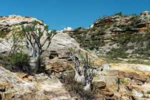 Isalo: Elephant Foot Plants