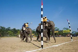 Competitions: Elephant goal at the World Elephant Polo Terai Nepal