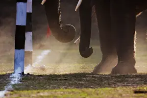 Competitions: Elephant goal at the World Elephant Polo Terai Nepal