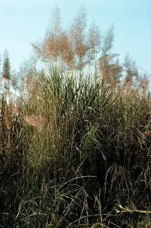 Robert Mcdougal: ELEPHANT GRASS