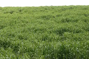 Miscanthus: Elephant grass