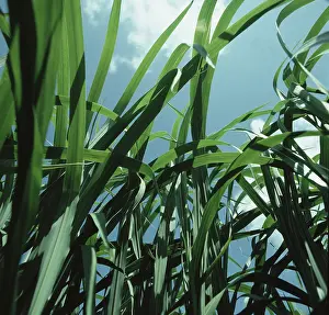 Fuel: Elephant grass used as a biomass crop