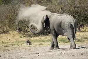 Throwing: Elephant - having a dust bath - Botswana, Africa