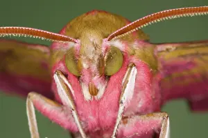 Elpenor: Elephant Hawk Moth