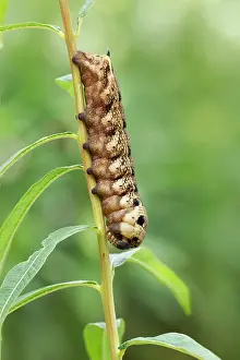 Willowherb: Elephant Hawk-moth