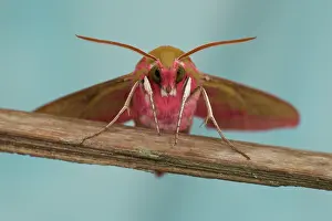 Elpenor: Elephant Hawk-moth