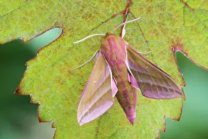 Upperside: Elephant Hawk-moth