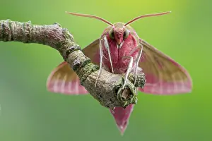 Elpenor: Elephant Hawk-moth