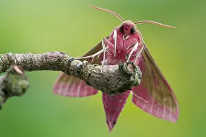 Elpenor: Elephant Hawk-moth